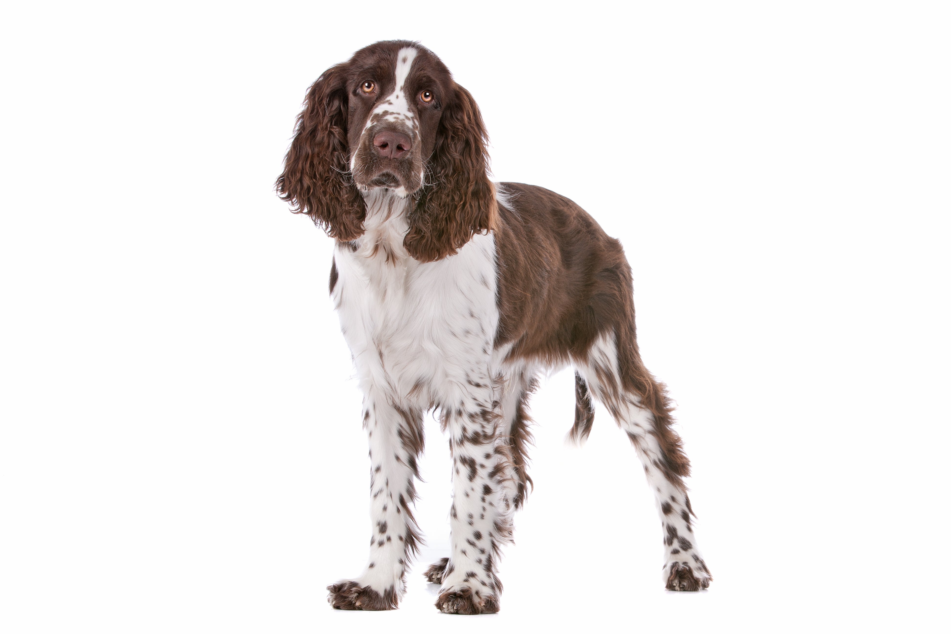 Springer spaniel puppies near me discount